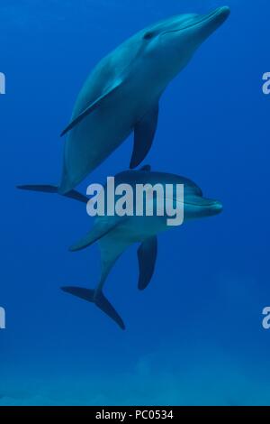 Indopazifischen großen Tümmler, Indopazifischer Großer Tümmler, Tursiops aduncus, Coraya Beach, Marsa Alam, Ägypten, Ägypten, Rotes Meer, Rotes Meer Stockfoto