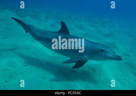 Indopazifischen großen Tümmler, Indopazifischer Großer Tümmler, Tursiops aduncus, Coraya Beach, Marsa Alam, Ägypten, Ägypten, Rotes Meer, Rotes Meer Stockfoto
