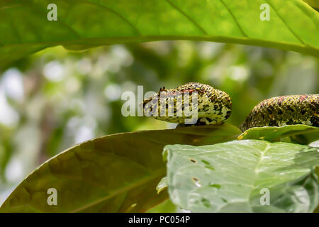 Close Up Profil Wimpern Pit Viper Giftschlange im Dschungel Stockfoto