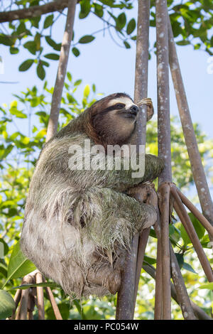 Close Up Profil drei Toed Sloth Kletterbaum Stockfoto