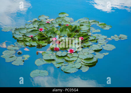 Rote Seerosen auf dem See Stockfoto