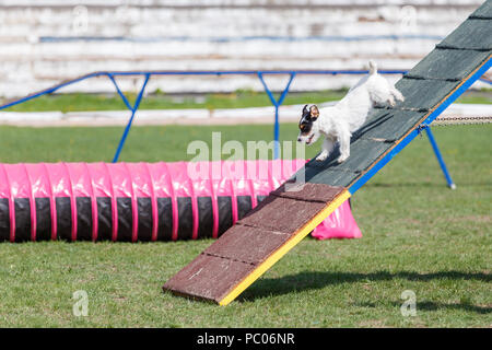 Hund von A-Frame in Agility Wettbewerb Stockfoto