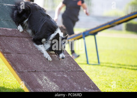 Hund von A-Frame in Agility Wettbewerb Stockfoto