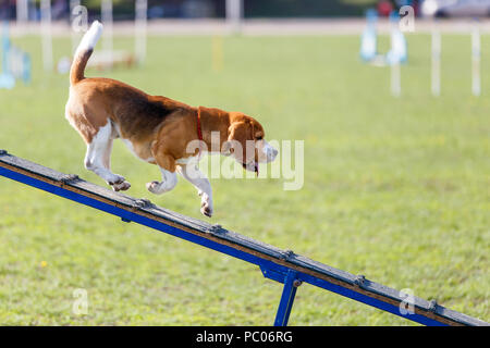 Hund auf Hund Hindernis in Agility trial Stockfoto