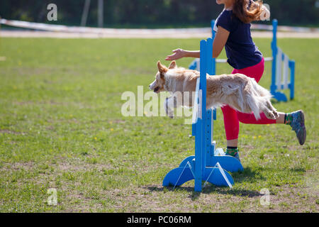 Hund mit Handler vaulting Hürde in Agility trial Stockfoto