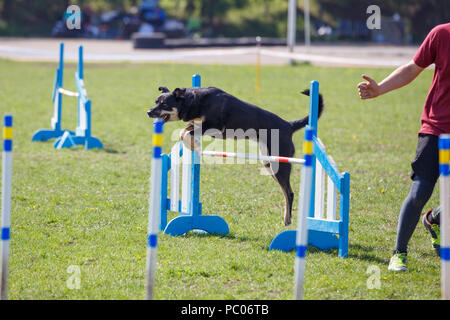 Hund mit Handler vaulting Hürde in Agility trial Stockfoto