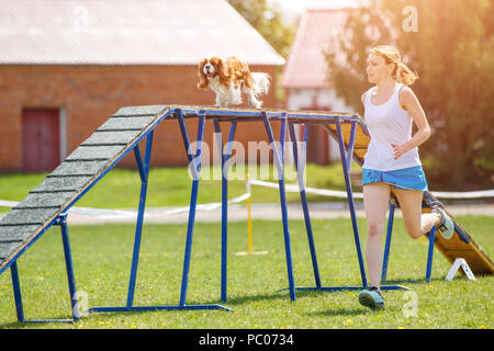 Hund auf Hund Hindernis in Agility trial Stockfoto