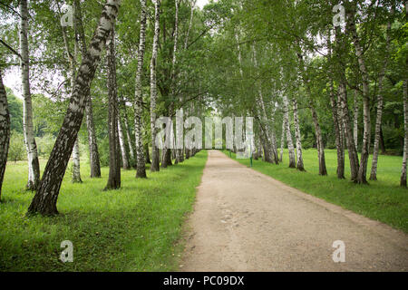 Ruhigen Gasse von Bäumen. Stockfoto