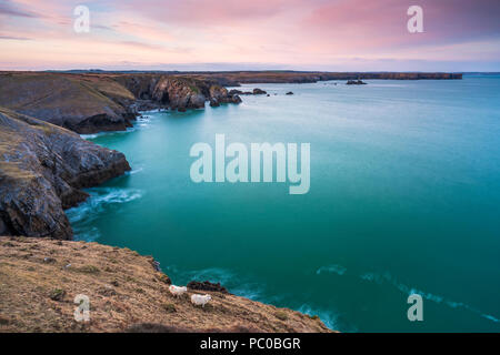 Broad Haven von St. Govan's Kopf gesehen, Pembrokeshire Coast National Park, Bosherston, Wales, Großbritannien Stockfoto