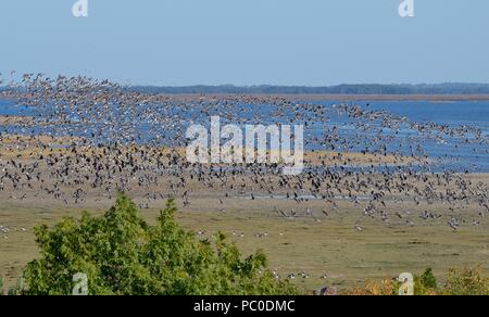 Großer gemischter Herde von Wanderarbeitnehmern Nonnengänse (Branta leucopsis) und größer mit weißer Fassade, Gänse (Anser Albifrons) im Flug über Matsalu Bucht, Estland. Stockfoto