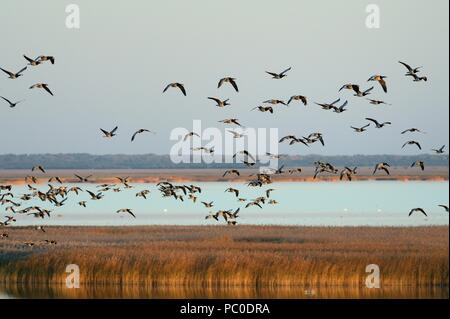 Migrant Nonnengans (Branta leucopsis) Herde reedbeds in Matsalu Bucht in der Dämmerung fliegen, Matsalu Nationalpark, Thisted, Estland, September. Stockfoto