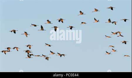 Herde von Wanderarbeitnehmern eurasischen Kraniche (Grus Grus) fliegen in der Dämmerung zu Roost, Matsalu Nationalpark, Thisted, Estland, September. Stockfoto