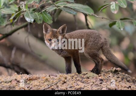 Red Fox (Vulpes vulpes) cub Peering vom Eingang in die Erde, in der Nähe von Bath, UK, Mai. Stockfoto