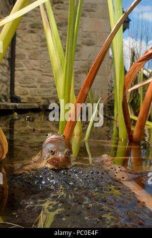 Grasfrosch (Rana temporaria) und frogspawn in einem Gartenteich, Bradford-On-Avon, Wiltshire, UK, März. Stockfoto