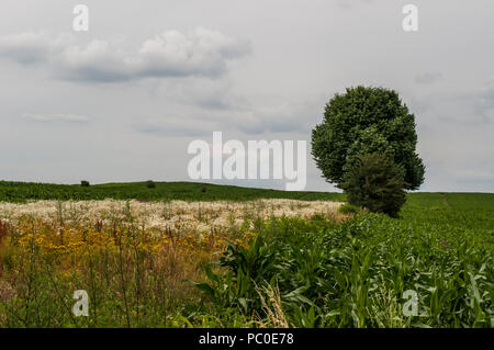 Kroatien, Europa: Natur, Landschaft und zwei einsame Bäume mit grünen Wiesen auf Ackerland in der Landschaft Stockfoto