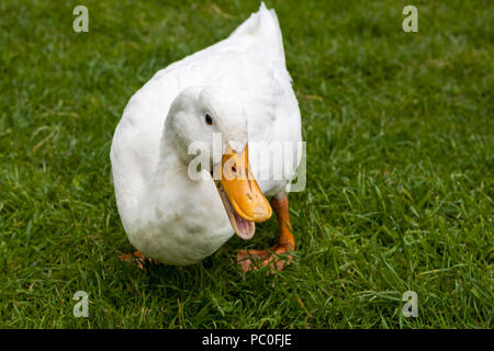 Ente, Tissington, Derbyshire, England, Großbritannien Stockfoto