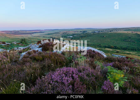 Heidekraut wächst Hawk Tor auf Bodmin Moor Stockfoto