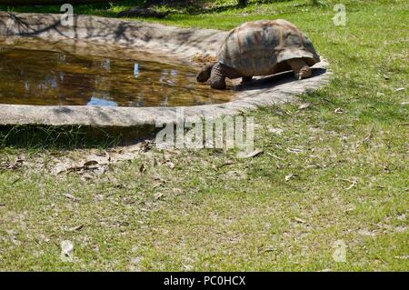 Alte riesige Schildkröte mit braunen Shell in Victoria (Australien) in der Nähe von Melbourne kriecht in Richtung Wasser in der Sonne auf einem üppigen, grünen Rasen zu trinken Stockfoto