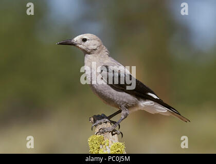 Clark's Nussknacker (nucifraga Columbiana), Lake County Oregon Stockfoto