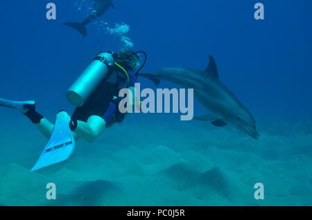 Indopazifischen großen Tümmler, Indopazifischer Großer Tümmler, Tursiops aduncus, Coraya Beach, Marsa Alam, Ägypten, Ägypten, Rotes Meer, Rotes Meer Stockfoto