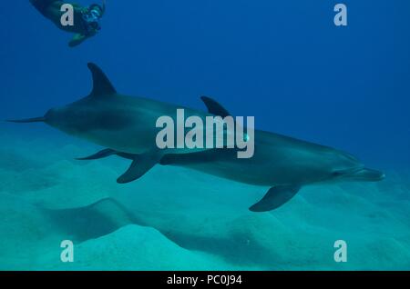 Indopazifischen großen Tümmler, Indopazifischer Großer Tümmler, Tursiops aduncus, Coraya Beach, Marsa Alam, Ägypten, Ägypten, Rotes Meer, Rotes Meer Stockfoto