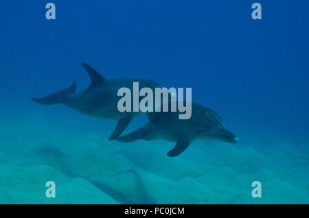 Indopazifischen großen Tümmler, Indopazifischer Großer Tümmler, Tursiops aduncus, Coraya Beach, Marsa Alam, Ägypten, Ägypten, Rotes Meer, Rotes Meer Stockfoto