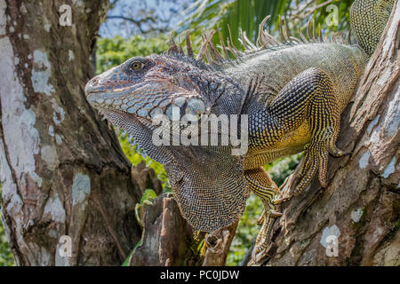 Close Up Profil Iguana im Baum Stockfoto