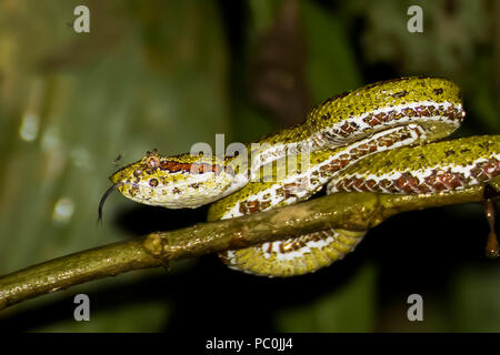 Wimpern Pit Viper im Dschungel mit herausgestreckter Zunge und Moskitonetz auf Nase Stockfoto