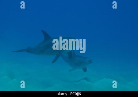 Indopazifischen großen Tümmler, Indopazifischer Großer Tümmler, Tursiops aduncus, Coraya Beach, Marsa Alam, Ägypten, Ägypten, Rotes Meer, Rotes Meer Stockfoto
