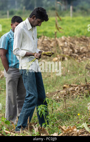 Belathur, Karnataka, Indien - November 1, 2013: Wasser Witcher mit weißem Hemd konzentriert sich auf die Bewegung seiner Stroh Wasser u-bahn zu finden. Feld Stockfoto