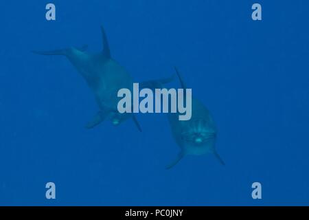 Indopazifischen großen Tümmler, Indopazifischer Großer Tümmler, Tursiops aduncus, Coraya Beach, Marsa Alam, Ägypten, Ägypten, Rotes Meer, Rotes Meer Stockfoto