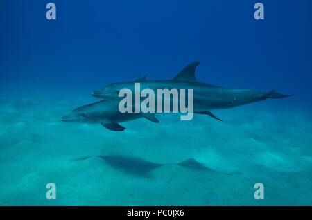 Indopazifischen großen Tümmler, Indopazifischer Großer Tümmler, Tursiops aduncus, Coraya Beach, Marsa Alam, Ägypten, Ägypten, Rotes Meer, Rotes Meer Stockfoto