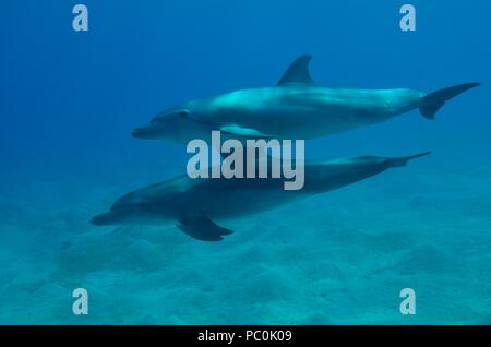 Indopazifischen großen Tümmler, Indopazifischer Großer Tümmler, Tursiops aduncus, Coraya Beach, Marsa Alam, Ägypten, Ägypten, Rotes Meer, Rotes Meer Stockfoto