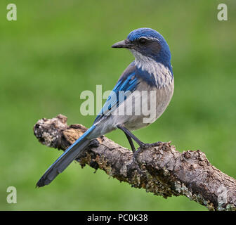 Kalifornien Aphelocoma Scrub-Jay (Kalifornien), Sacramento County California Stockfoto