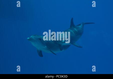 Indopazifischen großen Tümmler, Indopazifischer Großer Tümmler, Tursiops aduncus, Coraya Beach, Marsa Alam, Ägypten, Ägypten, Rotes Meer, Rotes Meer Stockfoto