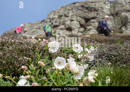 Weiße Blumen Meer Campion (Silene maritima) wächst auf einer Klippe unten Küstenweg mit Wanderern zu Fuß im Frühling. Carmel Kopf ISLE OF ANGLESEY Wales UK Stockfoto