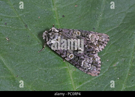 Coronet (Craniophora ligustri) Erwachsenen auf Blatt Eccles-on-Sea, Norfolk UK 27. Juli 2018 Stockfoto