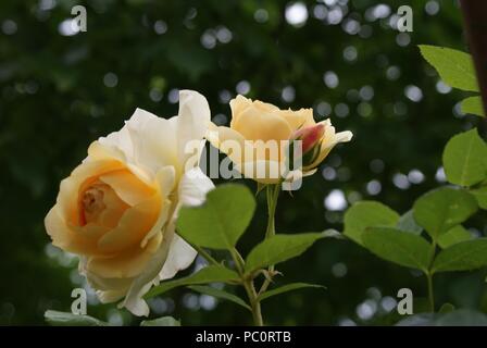 Eine gelbe Englische Rose 'Graham Thomas' mit einer schönen Blüte Stockfoto