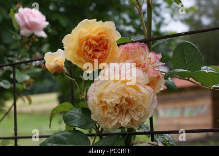 Die kletterrose "Crown Princess Margareta" in einer schönen Schatten der apricot-orange Stockfoto