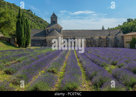 Abbaye Notre-Dame de Sénanque, Gordes, Vaucluse, Provence, Frankreich, Europa Stockfoto