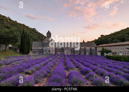 Abbaye Notre-Dame de Sénanque, Gordes, Vaucluse, Provence, Frankreich, Europa Stockfoto