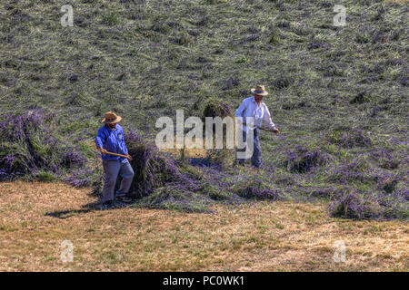 Ernten Lavendel in Ferrassieres, Drôme, Provence, Frankreich Stockfoto