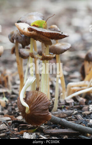 Bolbitius vitellinus mushrums auf einem Waldboden, Nahaufnahme Stockfoto