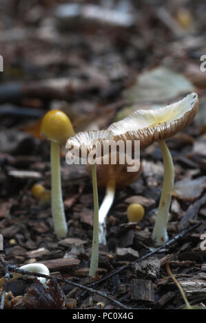 Bolbitius vitellinus mushrums auf einem Waldboden, Nahaufnahme Stockfoto