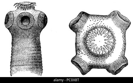 . English: Kopf des Bandwurms bewaffneten, Taenia Solium. Links - von der Seite (30 mal Vergr.); DSUB-von Ihr Browser kann leider keine eingebetteten Frames anzeigen (55 mal Vergr.) Englisch: Scolex des Schweinefleisch Bandwürmer (Taenia Solium). Linke Seitenansicht (x 30), rechts - Ansicht von oben (x 55). Original Bildgröße: 2,8 x 1,6 in² (7,0 x 4,0 cm²). 346 Kopf bewaffneter Bandwurm - Zeichnung Stockfoto