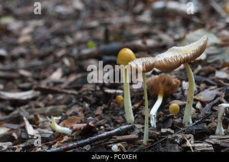 Bolbitius vitellinus mushrums auf einem Waldboden, Nahaufnahme Stockfoto