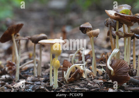 Bolbitius vitellinus mushrums auf einem Waldboden, Nahaufnahme Stockfoto