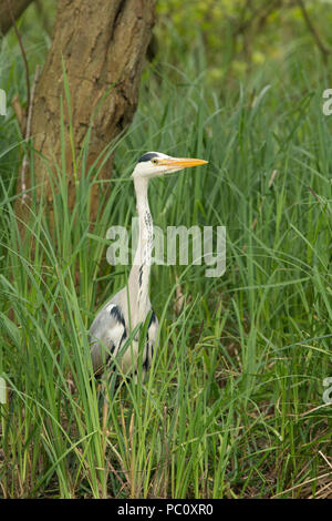 Graureiher Ardea cinerea im Unterholz stehend, Norfolk Broads, UK, Mai Stockfoto