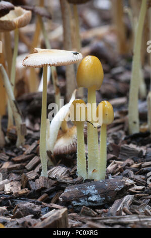 Bolbitius vitellinus mushrums auf einem Waldboden, Nahaufnahme Stockfoto