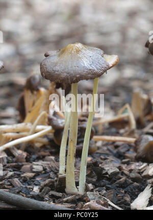 Bolbitius vitellinus mushrums auf einem Waldboden, Nahaufnahme Stockfoto